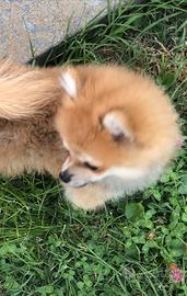 Maschietto Soitz tedesco 4 mesi