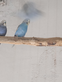 Cocorite femmine adulte