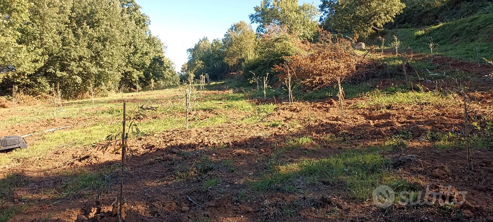 Terreno Agricolo Panoramico di ca. 3,5 ettari - Vista 3