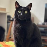 Gattina Casa