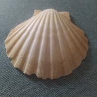 Conchiglia piatta soprammobile 