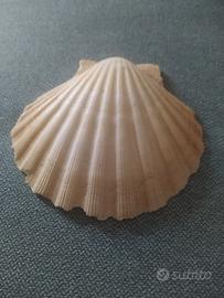 Conchiglia piatta soprammobile 