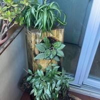 Tronco naturale verticale scavato con tre piante