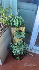 Tronco naturale verticale scavato con tre piante