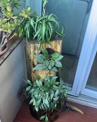 Tronco naturale verticale scavato con tre piante