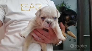 Cuccioli di bulldog francese