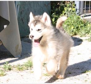 Alaskan malamute