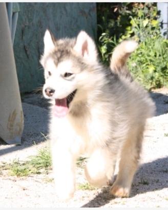 Alaskan malamute