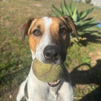 Jack Russell Terrier disponibile