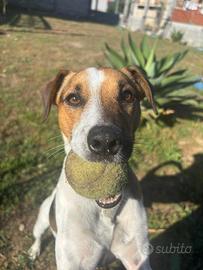 Jack Russell Terrier disponibile