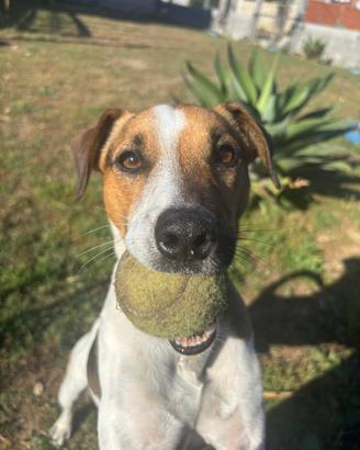 Jack Russell Terrier disponibile