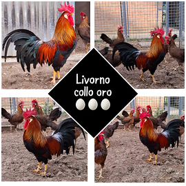 Galline Livornese Collo Oro
