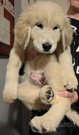 Pastore dell'Asia centrale (Alabai)