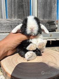 Conigli ariete nano Minilop