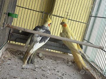 Coppia Calopsiti maggiorate riproduttive