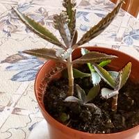 Piante grasse kalanchoe daigremontiana