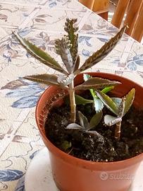 Piante grasse kalanchoe daigremontiana