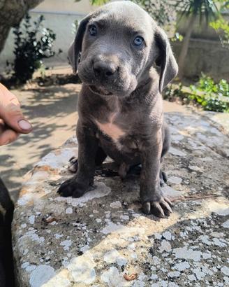 Cucciolo Cane Corso