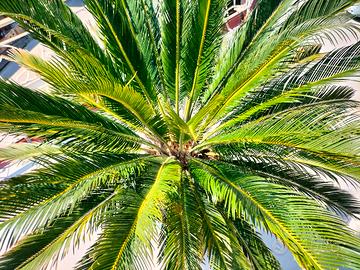 cycas pianta ornamentale