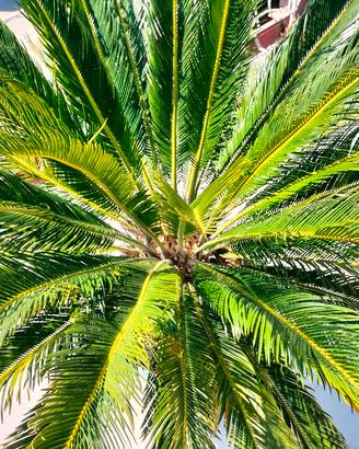 cycas pianta ornamentale