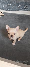 Chihuahua
