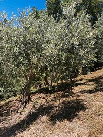 Terreno con ulivi