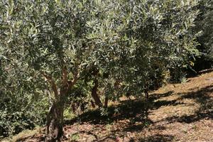 Terreno con ulivi