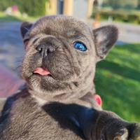 Bulldog Francese