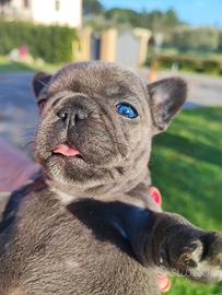 Bulldog Francese