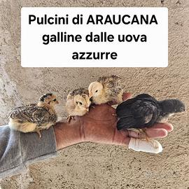 Pulcini di galline araucana dalla uo.va azzurre