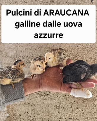 Pulcini di galline araucana dalla uo.va azzurre