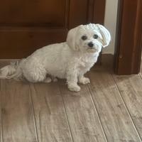 Cane maltese