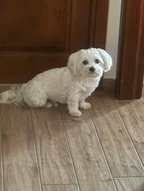 Cane maltese