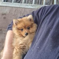 Cucciolo di Spitz Tedesco