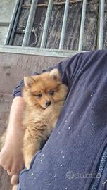 Cucciolo di Spitz Tedesco (solo maschietti)