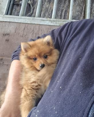 Cucciolo di Spitz Tedesco (solo maschietti)