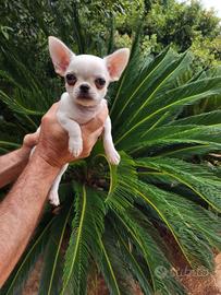 Cucciolo di chihuahua