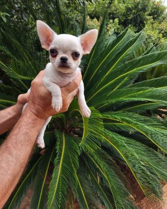 Cucciolo di chihuahua