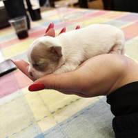 Cuccioli di Chihuahua