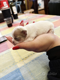 Cuccioli di Chihuahua