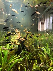 Pesci platy neri