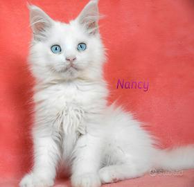 Cucciolo Maine coon White occhi blu