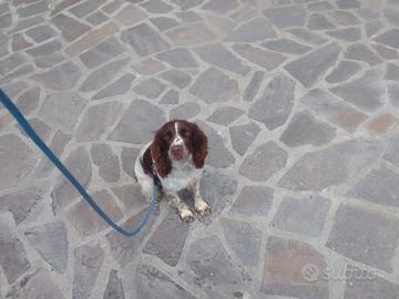 Femmina springer spaniel