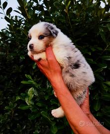 Cuccioli Australian Shepherd/Pastore Australiano