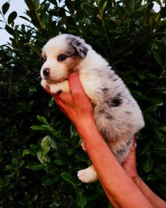 Cuccioli Australian Shepherd/Pastore Australiano