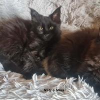 Maine Coon Cucciole