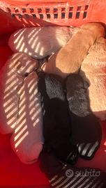 Cuccioli incrociati con Labrador