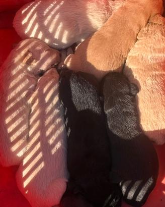 Cuccioli incrociati con Labrador