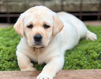 Cuccioli Labrador Retriever con Pedigree