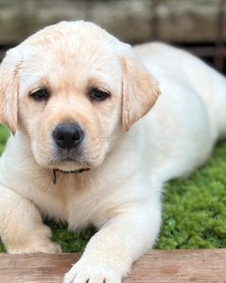 Cuccioli Labrador Retriever con Pedigree